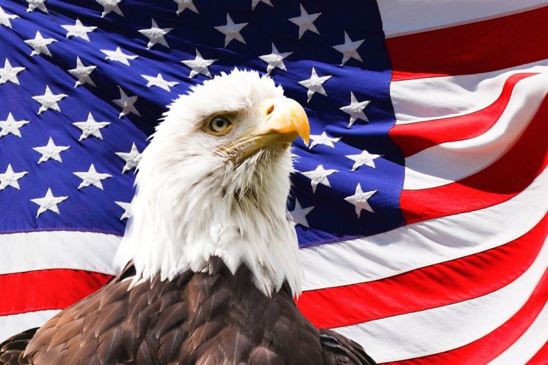 eagle-gf66de2852_1280 - Soundi.fi