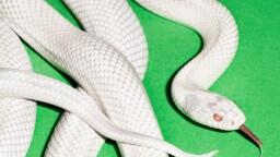 Arvio: Deftonesin jännite resonoi keskittymishäiriöisessä nykyajassakin