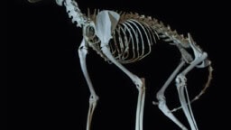 Arvio: Kun Tuomari Nurmio Black Sabbathin kämpille jammailemaan eksyi – Kuolemankellon debyytti groovaa rouheasti