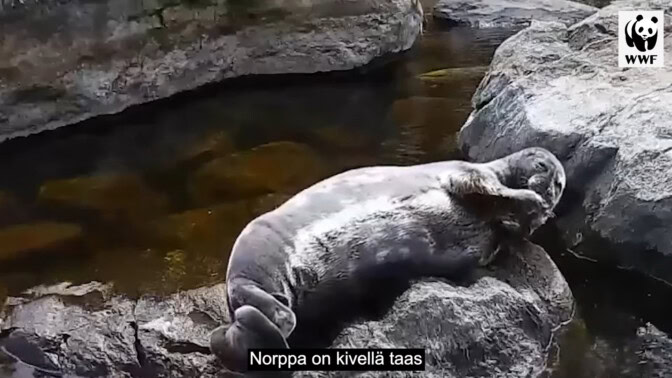 ”Varoitus! Sisältää pyllyjä ja draamaa” – Kalevauva.fi teki kappaleen maailman parhaasta tosi-tv -ohjelmasta