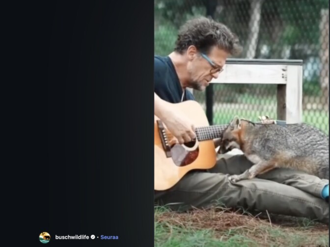 Entinen Metallica-basisti esiintyi harvinaisen eläimelliselle yleisölle – katso viikon hienoin video tästä